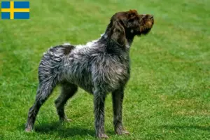 Read more about the article Griffon d’arrêt à poil dur Breeder and puppies in Sweden
