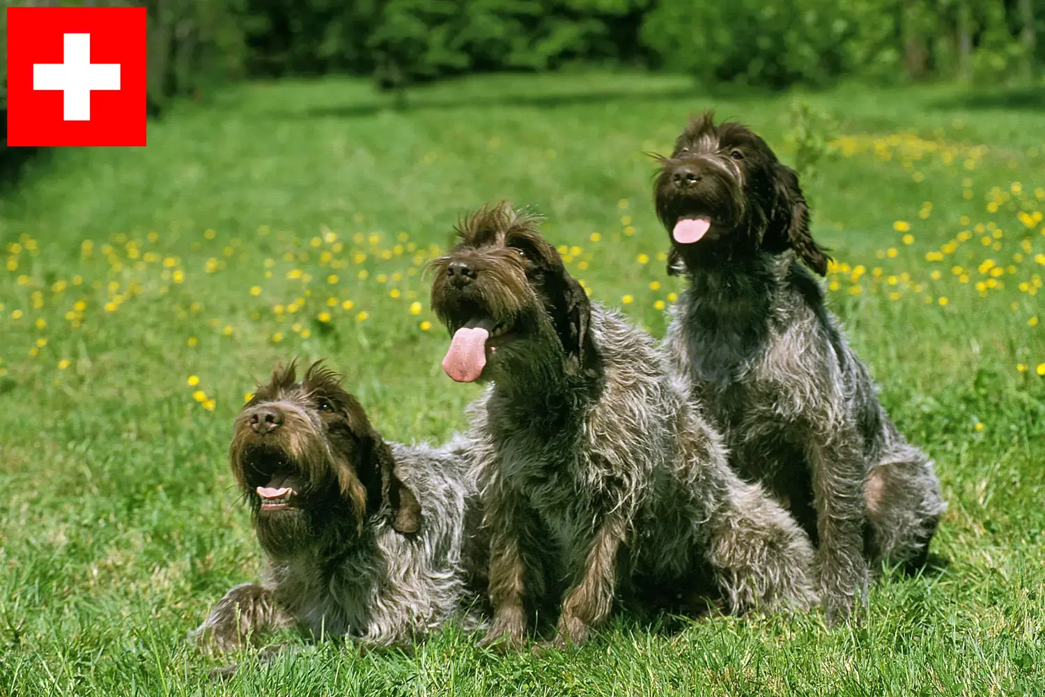 Read more about the article Griffon d’arrêt à poil dur Breeders and puppies in Switzerland