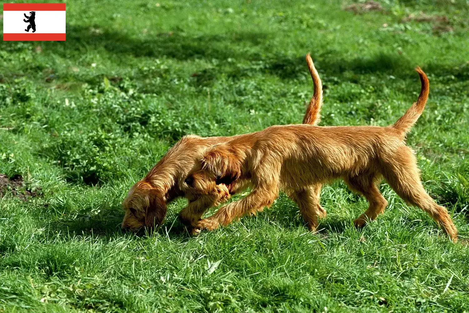 Griffon Fauve de Bretagne puppies and breeders Berlin Find Griffon Fauve de Bretagnes breeders in Berlin here.