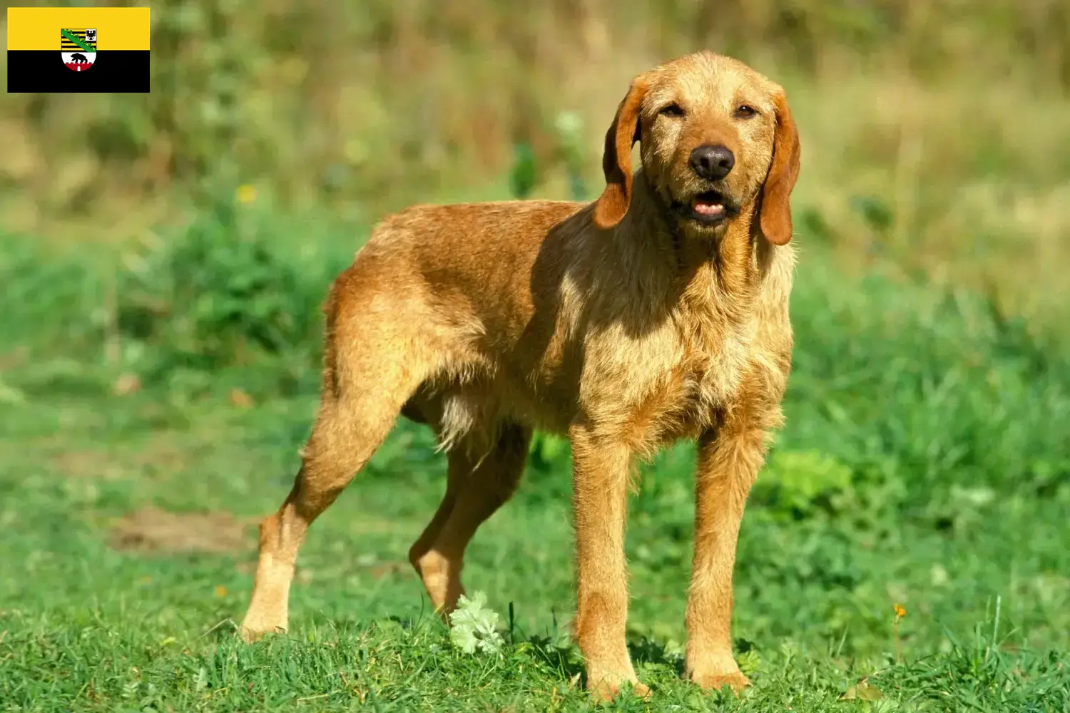 Griffon Fauve de Bretagne puppies and breeders Saxony-Anhalt Find Griffon Fauve de Bretagnes breeders in Saxony-Anhalt.