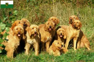 Read more about the article Griffon Fauve de Bretagne breeders and puppies in Saxony