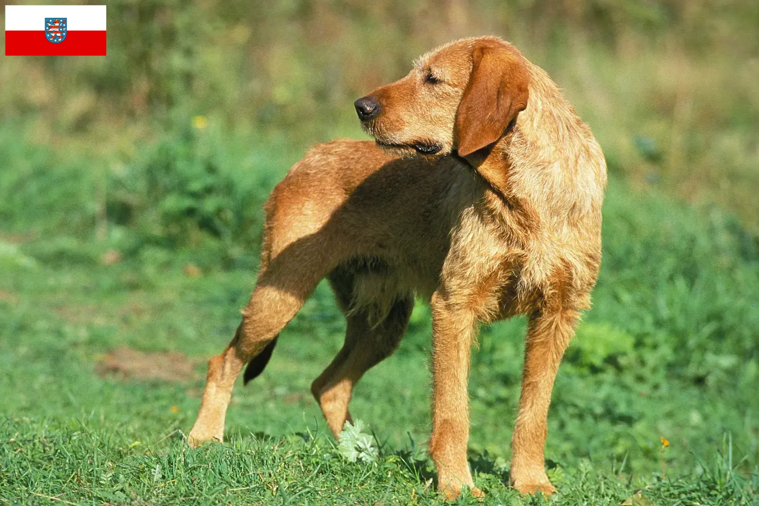 Griffon Fauve de Bretagne puppies and breeders Thuringia Find Griffon Fauve de Bretagnes breeders in Thuringia here.
