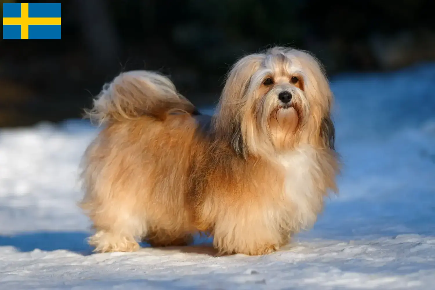 Havanese puppies and breeders Sweden Find Havanese breeders in Sweden here.