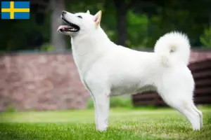 Read more about the article Hokkaido breeders and puppies in Sweden