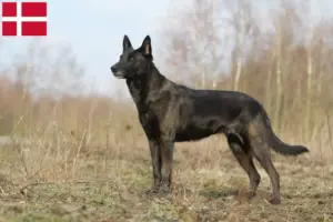 Read more about the article Hollandse Herdershond breeders and puppies in Denmark