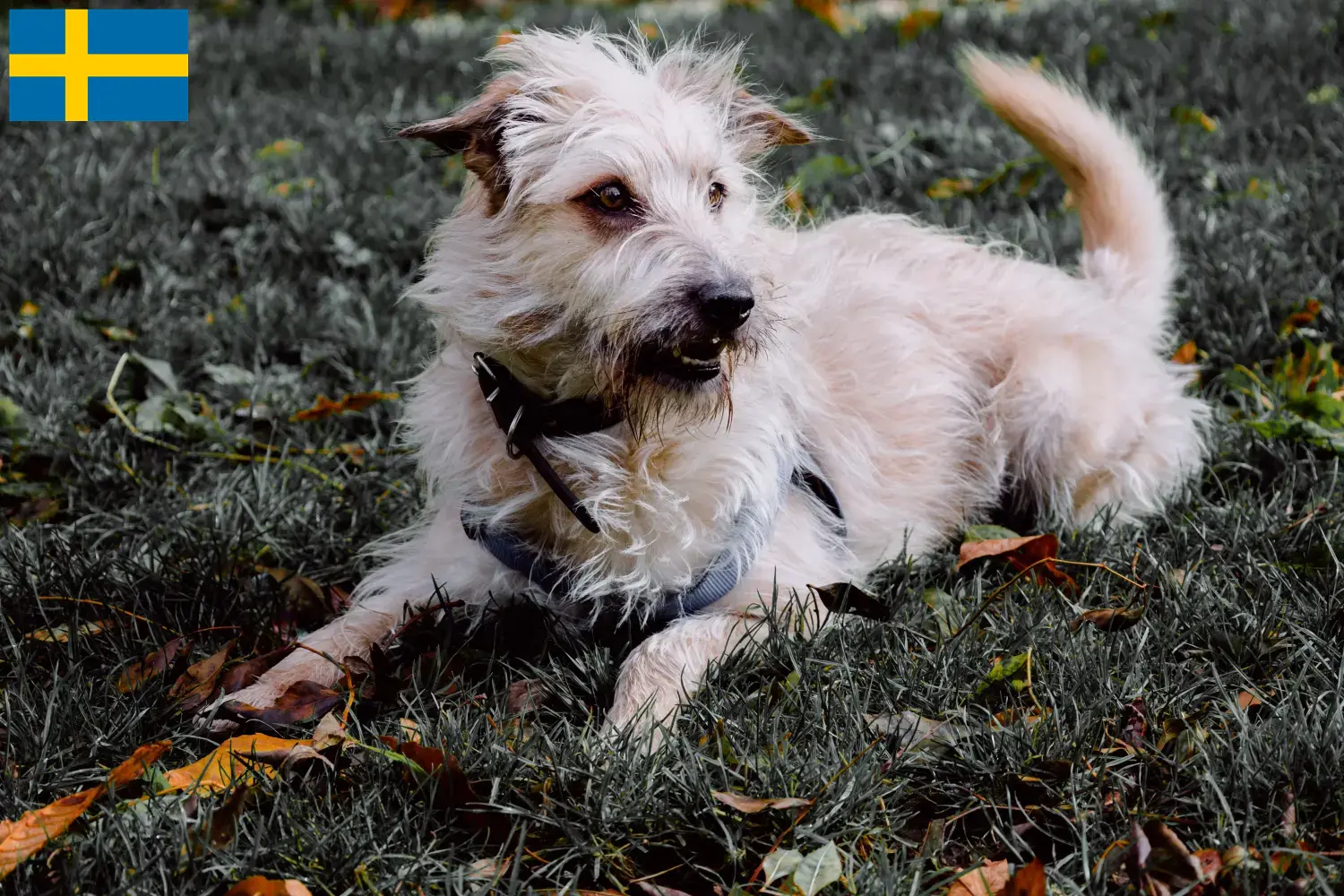Irish Glen of Imaal Terrier puppies and breeders Sweden Find Irish Glen of Imaal Terrier breeders in Sweden here.