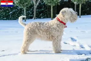 Read more about the article Irish Soft Coated Wheaten Terrier breeders and puppies in Croatia