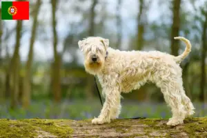 Read more about the article Irish Soft Coated Wheaten Terrier breeders and puppies in Portugal