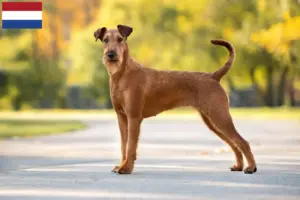 Read more about the article Irish Terrier breeders and puppies in the Netherlands