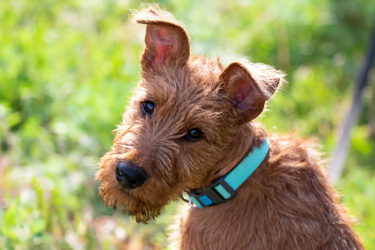 Buying an Irish Terrier puppy means taking responsibility! Buy Irish Terrier puppies.