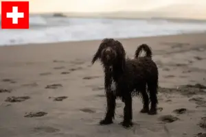 Read more about the article Irish Water Spaniel breeders and puppies in Switzerland