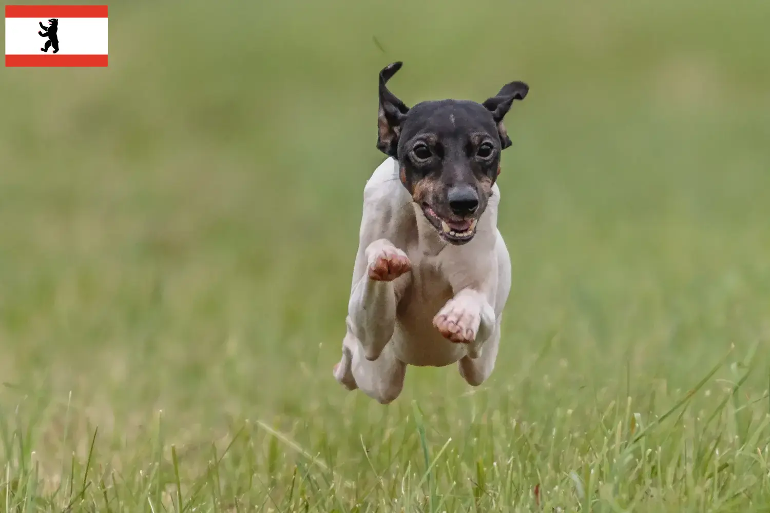 Japanese Terrier puppies and breeder Berlin Find Japanese Terrier breeders in Berlin here.