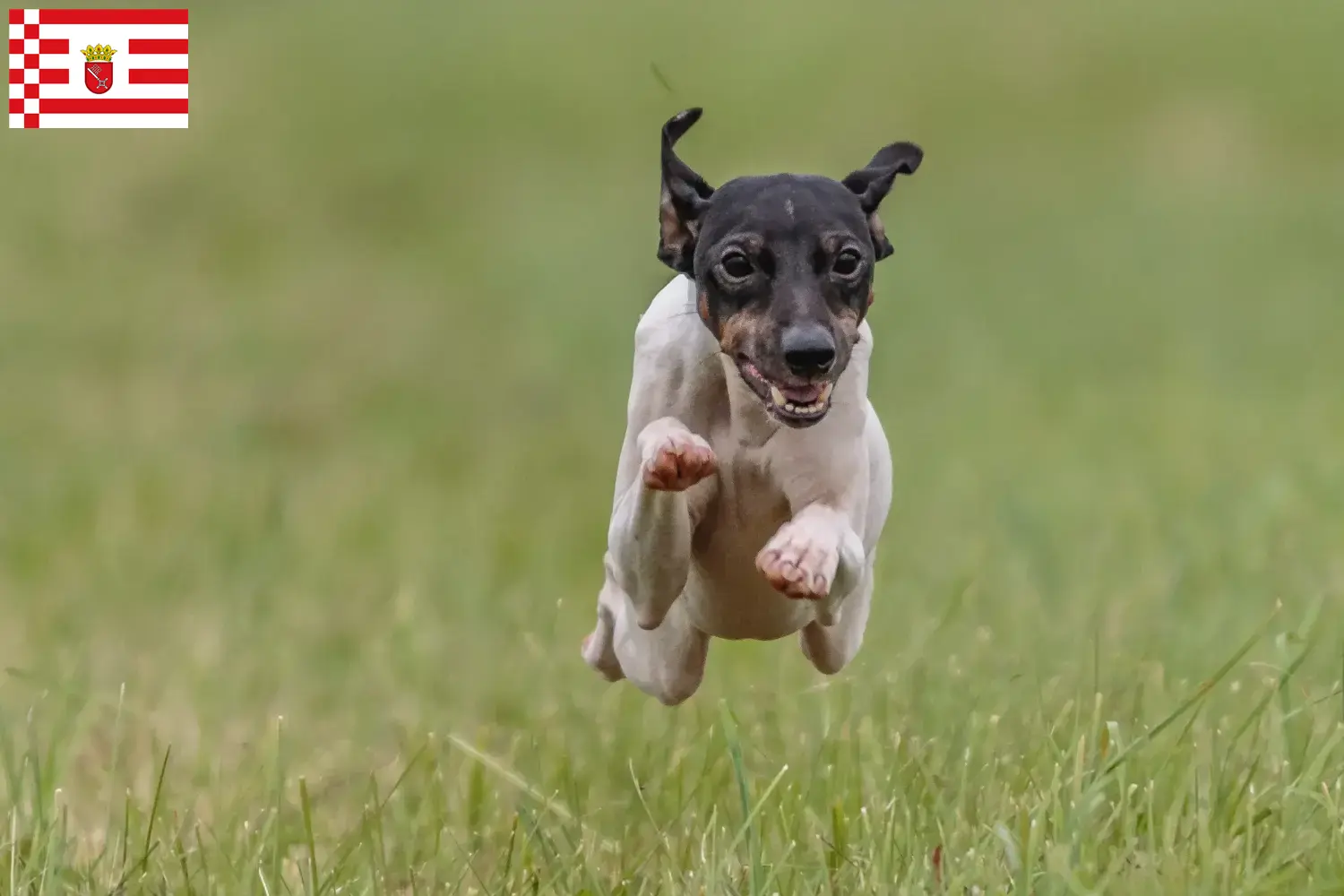 Japanese Terrier puppies and breeder Bremen Find Japanese Terrier breeders in Bremen here.