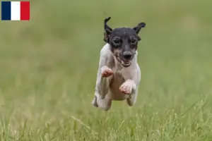 Read more about the article Japanese Terrier breeders and puppies in France