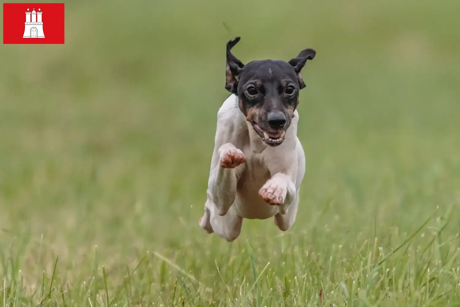 Japanese Terrier puppies and breeder Hamburg Find Japanese Terrier breeders in Hamburg here.