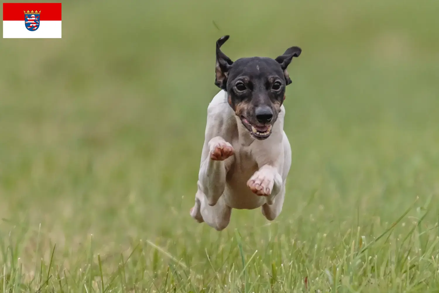 Japanese Terrier puppies and breeder Hessen Find Japanese Terrier breeders in Hessen here.