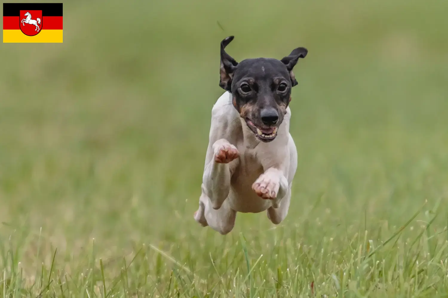 Japanese Terrier puppies and breeder Lower Saxony Find Japanese Terrier breeders in Lower Saxony here.