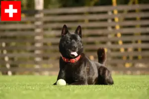 Read more about the article Kai breeders and puppies in Switzerland