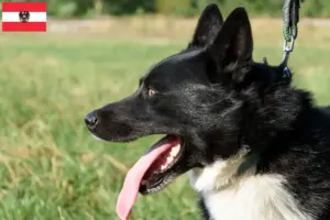 Read more about the article Karelian Bear Dog breeders and puppies in Austria
