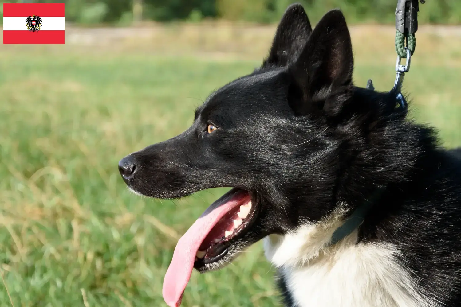 Read more about the article Karelian Bear Dog breeders and puppies in Austria