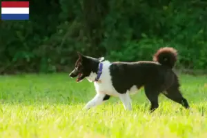 Read more about the article Karelian Bear Dog breeders and puppies in the Netherlands