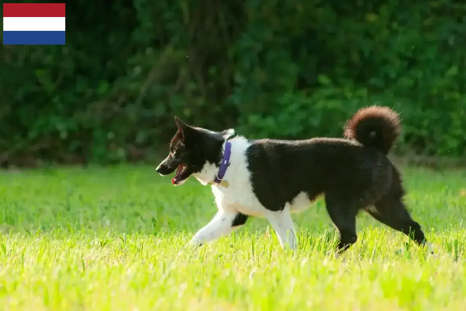 Read more about the article Karelian Bear Dog breeders and puppies in the Netherlands