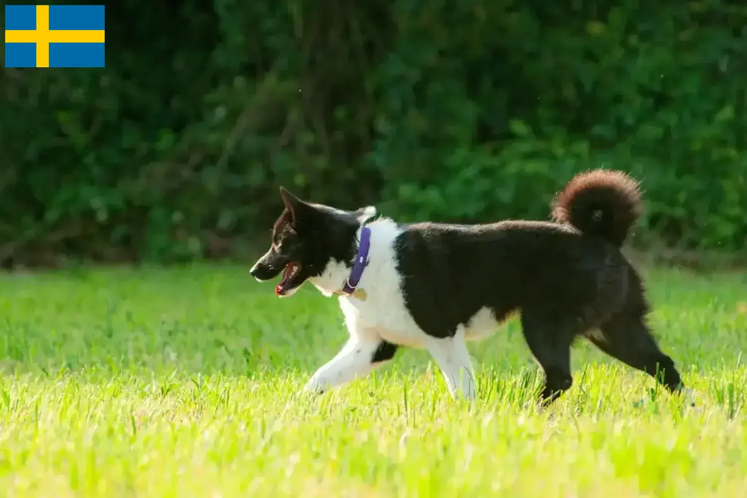 Read more about the article Karelian Bear Dog breeders and puppies in Sweden