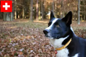 Read more about the article Karelian Bear Dog breeders and puppies in Switzerland