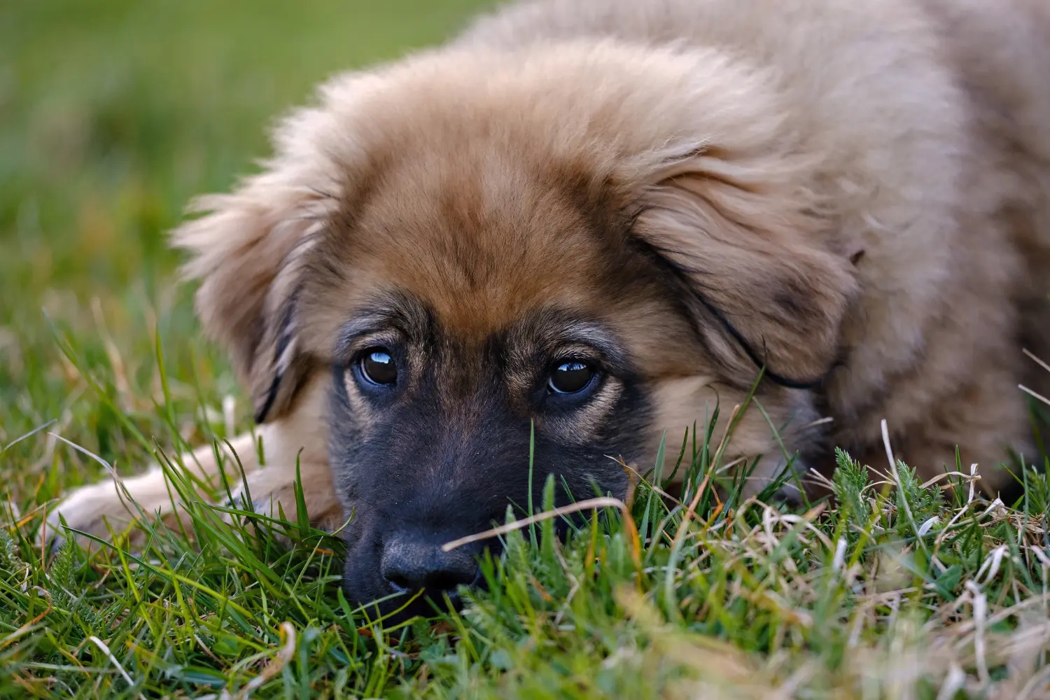 Buying a Karst Sheepdog puppy means taking responsibility! Buy Karst Sheepdog puppies.
