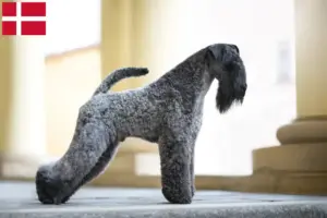 Read more about the article Kerry Blue Terrier breeders and puppies in Denmark