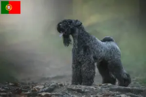 Read more about the article Kerry Blue Terrier breeders and puppies in Portugal
