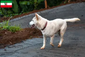 Read more about the article Kintamani breeders and puppies in North Rhine-Westphalia