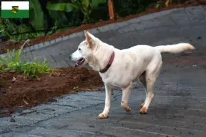 Read more about the article Kintamani breeders and puppies in Saxony