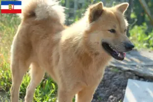 Read more about the article Kintamani breeders and puppies in Schleswig-Holstein
