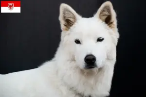 Read more about the article Korea Jindo Dog breeders and puppies in Brandenburg