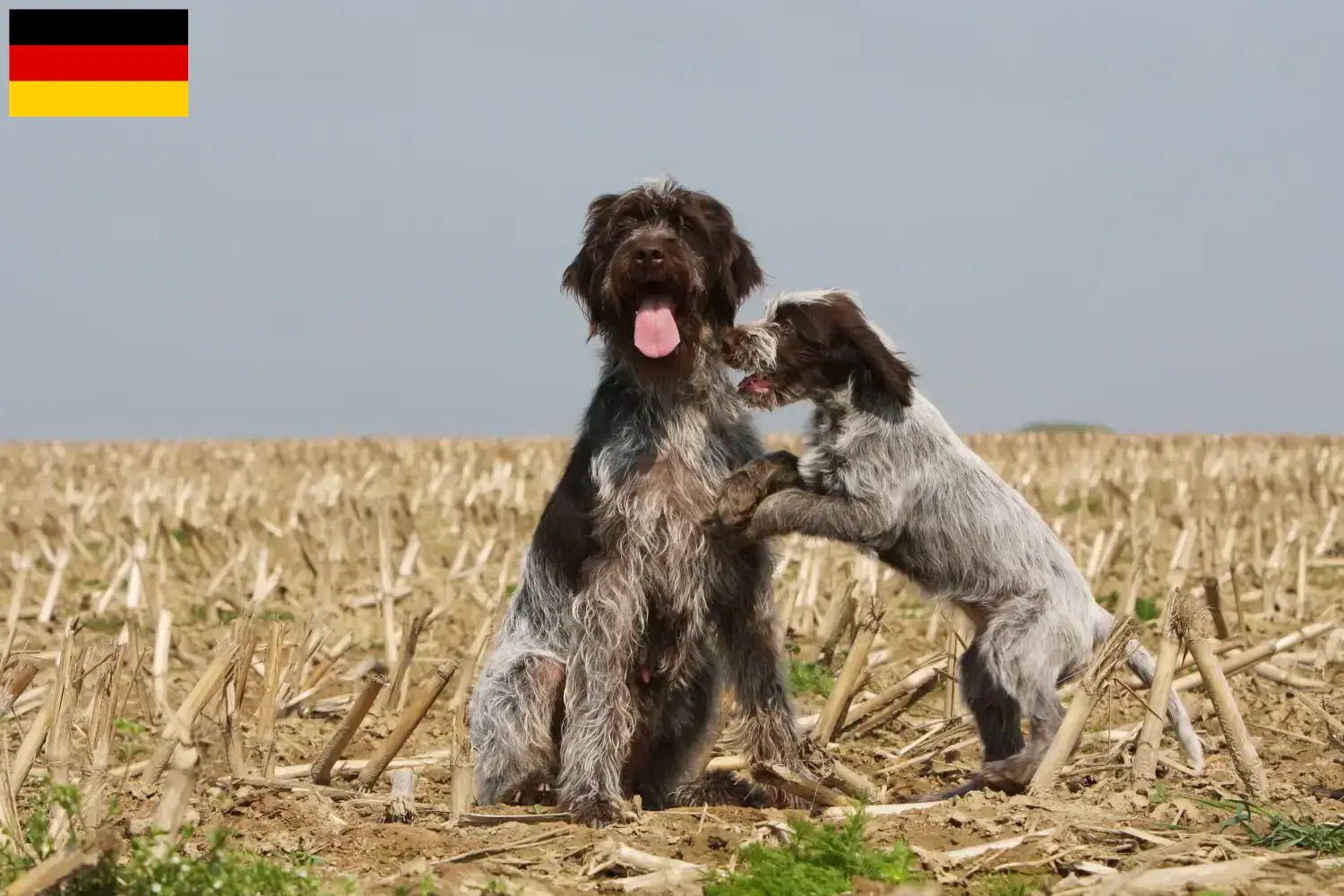 Korthals Griffon puppies and breeders Germany Here you will find Griffon d'arrêt à poil durs breeders in Germany.