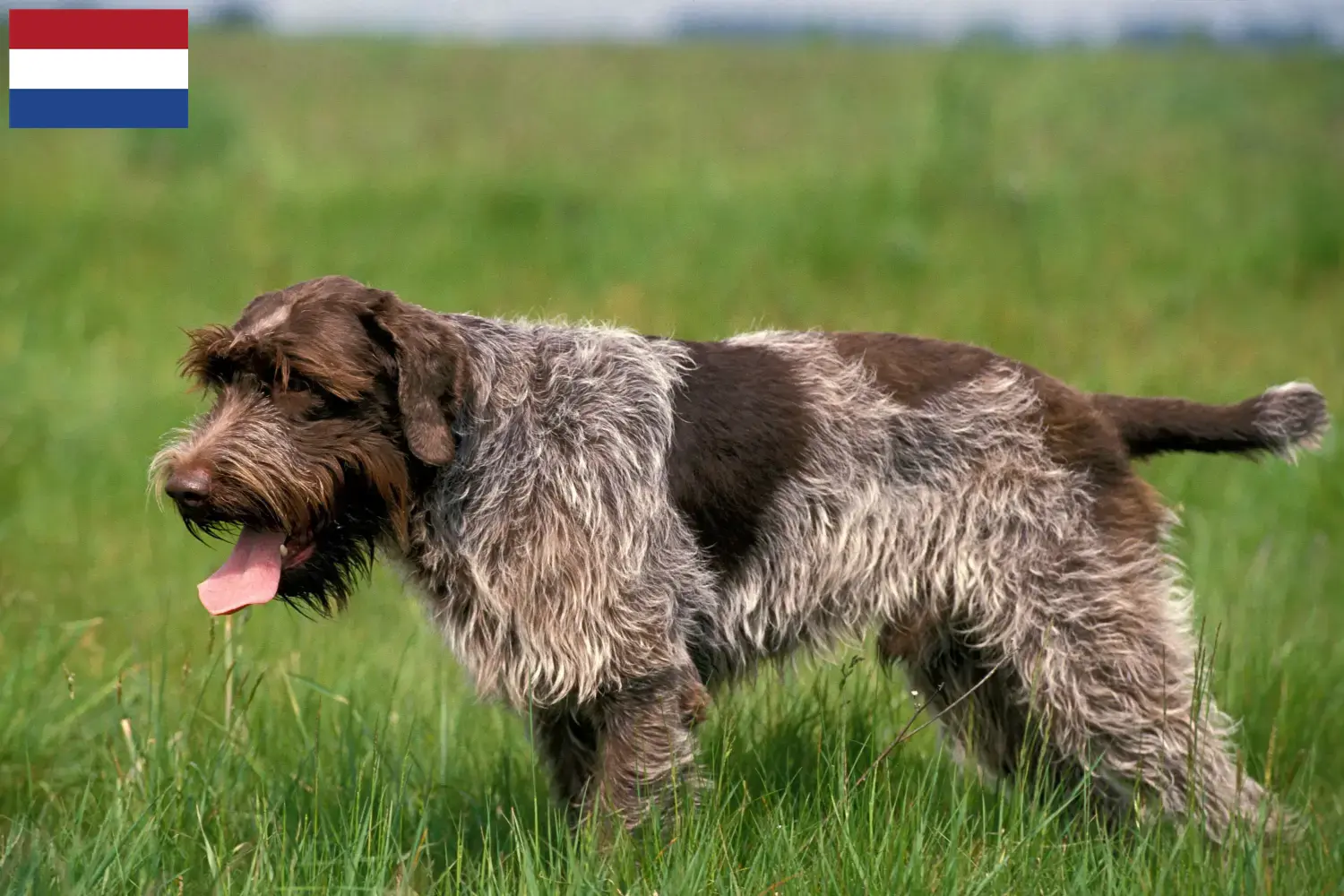 Korthals Griffon puppies and breeders Netherlands Find Griffon d'arrêt à poil durs breeders in the Netherlands.