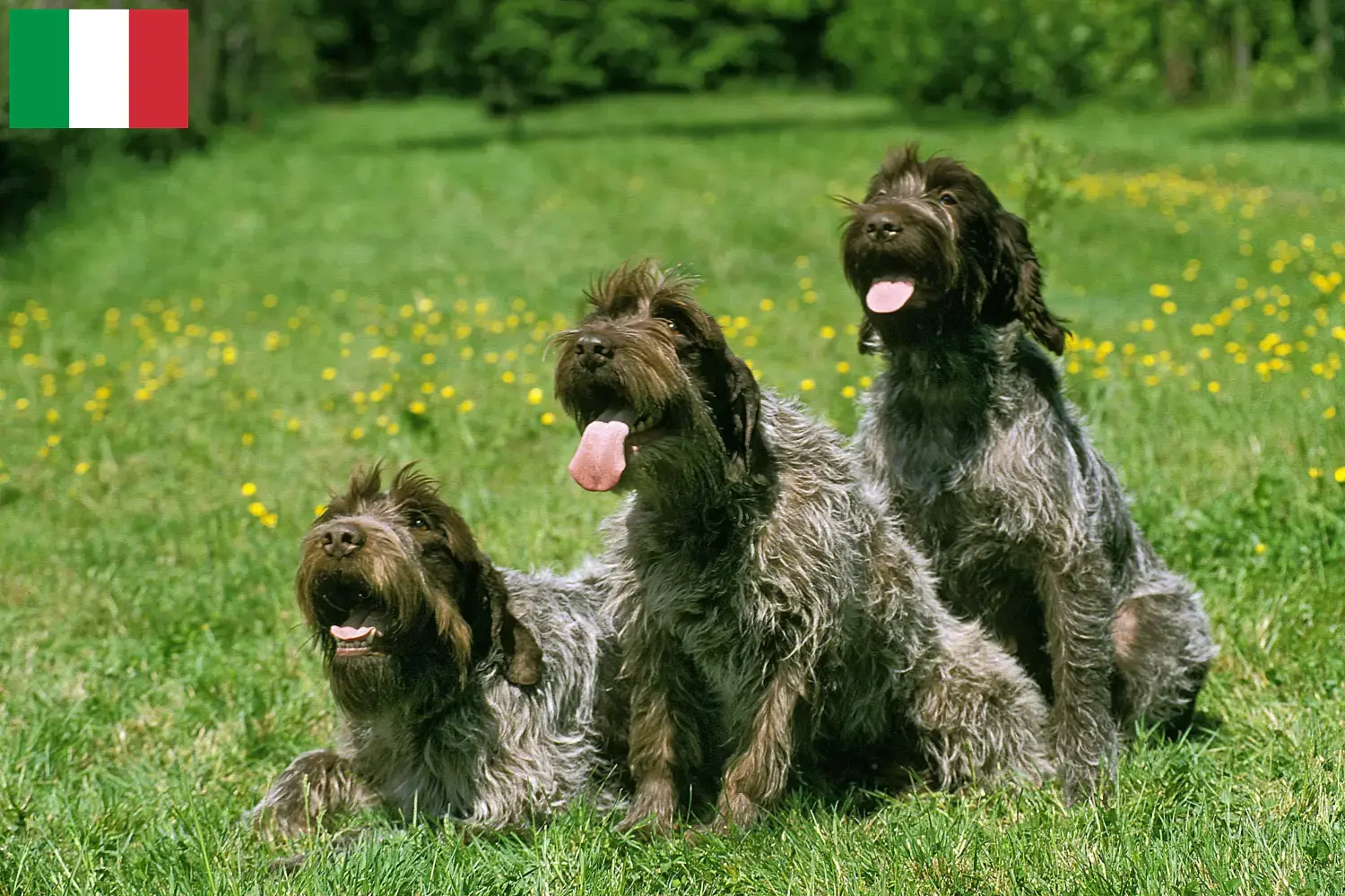 Korthals Griffon puppies and breeders Italy Find Griffon d'arrêt à poil durs breeders in Italy.