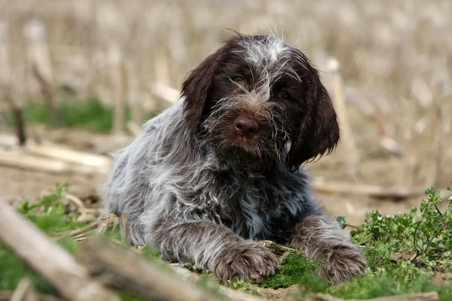 Buying a Griffon d'arrêt à poil dur puppy means taking responsibility! Buy Korthals Griffon puppies.