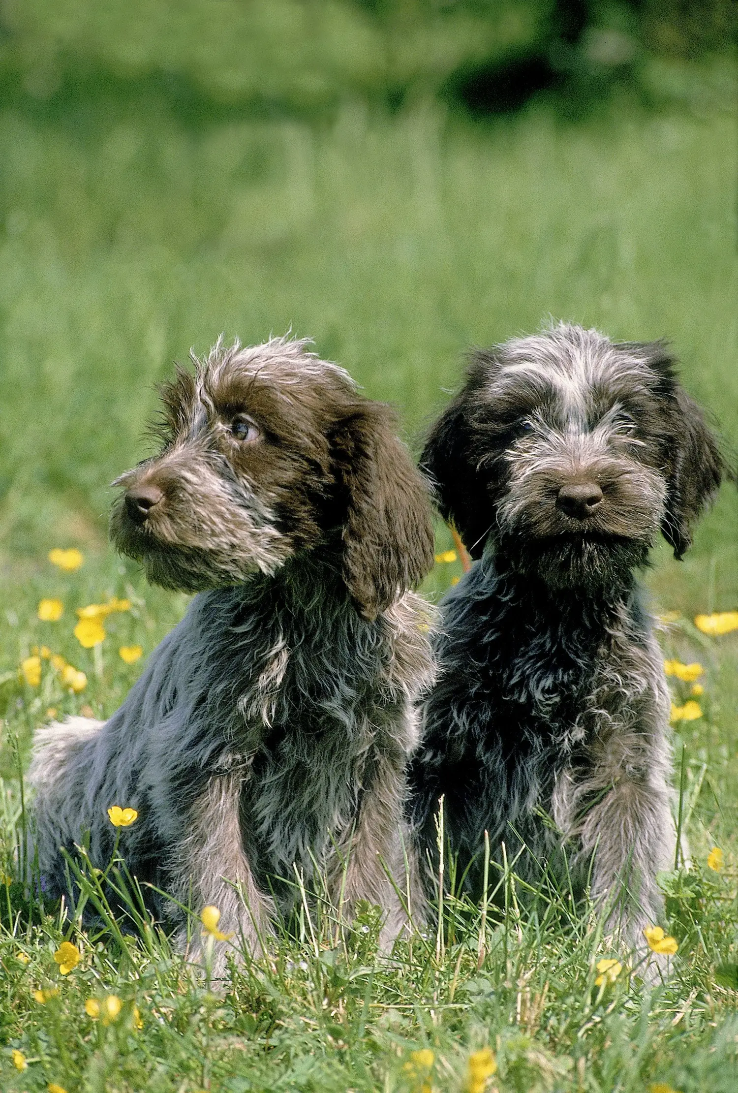Buying a Griffon d'arrêt à poil dur puppy means taking responsibility! Buy Korthals Griffon puppies.