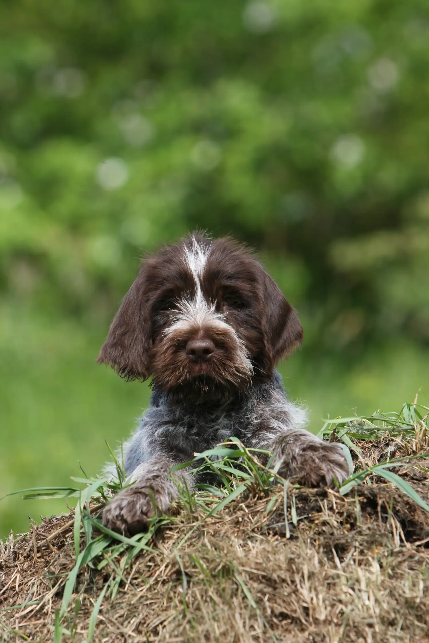 Buying a Griffon d'arrêt à poil dur puppy means taking responsibility! Buy Korthals Griffon puppies.