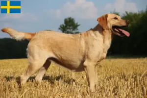 Read more about the article Labrador breeders and puppies in Sweden