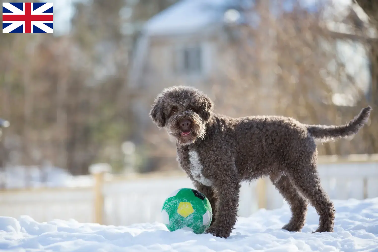 Lagotto Romagnolo puppies and breeders Great Britain Here you can find Lagotto Romagnolo breeders in Great Britain.
