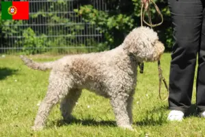 Read more about the article Lagotto Romagnolo breeders and puppies in Portugal