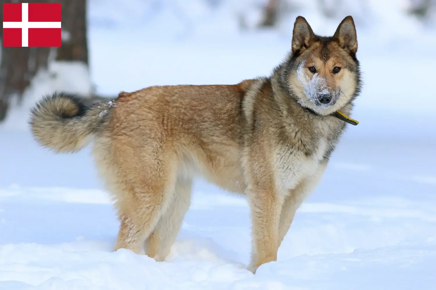Laika puppies and breeders Denmark Here you can find Laika's breeders in Denmark.