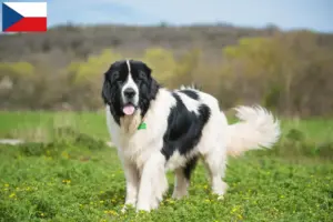 Read more about the article Landseer breeders and puppies in the Czech Republic