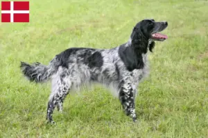Read more about the article Large Münsterländer breeder and puppies in Denmark