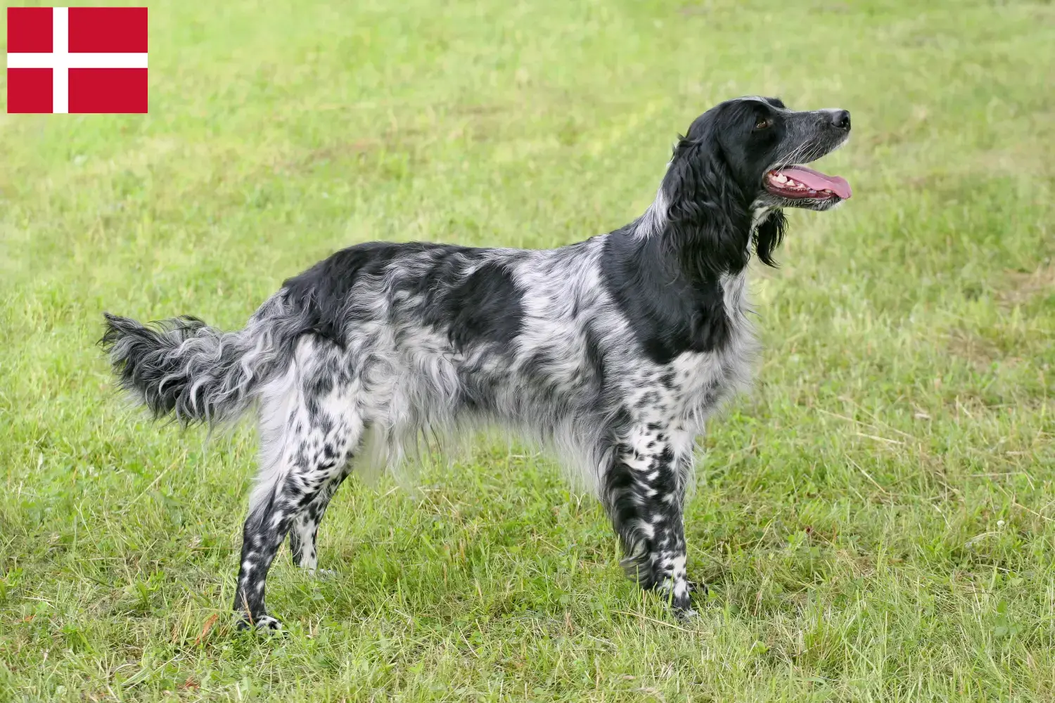 Read more about the article Large Münsterländer breeder and puppies in Denmark