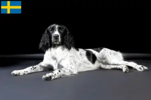 Read more about the article Large Münsterländer breeder and puppies in Sweden
