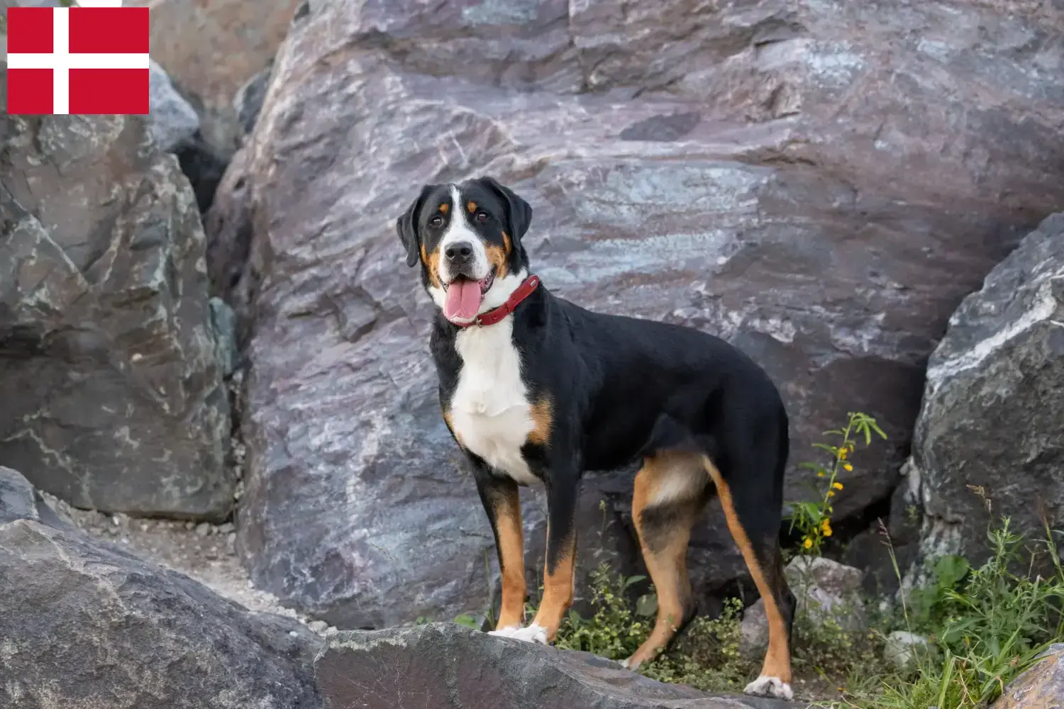 Large Swiss Mountain Dog Puppies and Breeder Denmark Here you can find Great Swiss Mountain Dog breeders in Denmark.